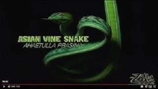 Asian Vine Snake
