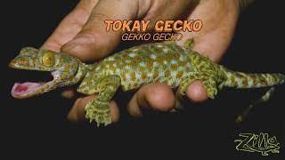 Zilla Tokay Gecko
