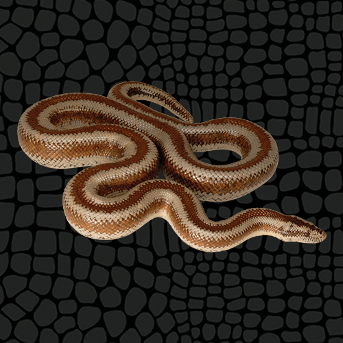 zilla blog rosy boa