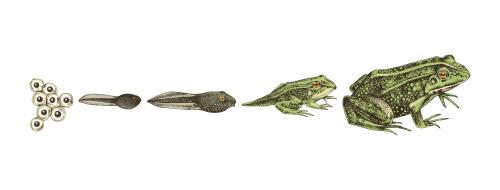 Zilla Differences Between Reptiles and Amphibians Blog