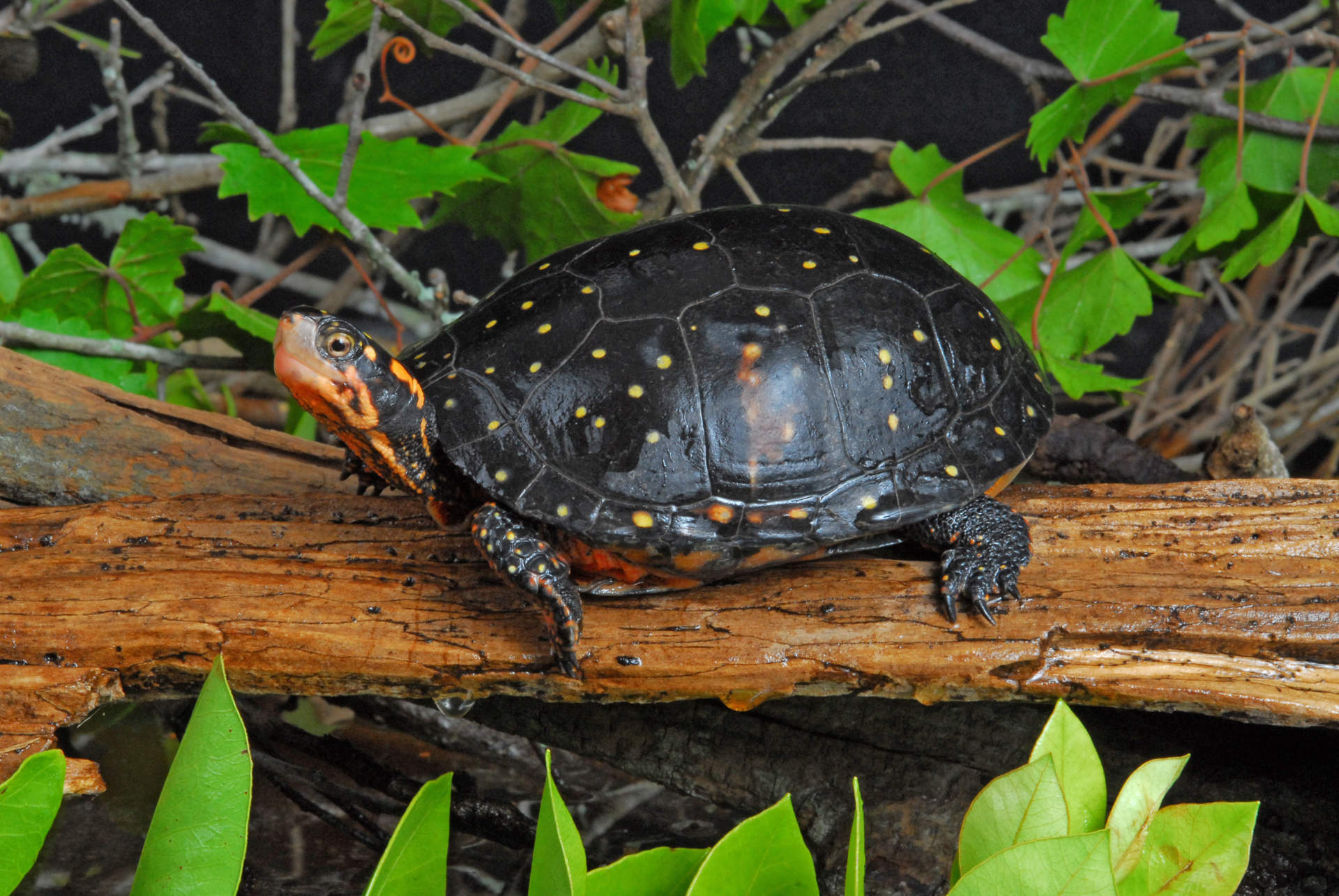 Turtle Sitting on a Log
