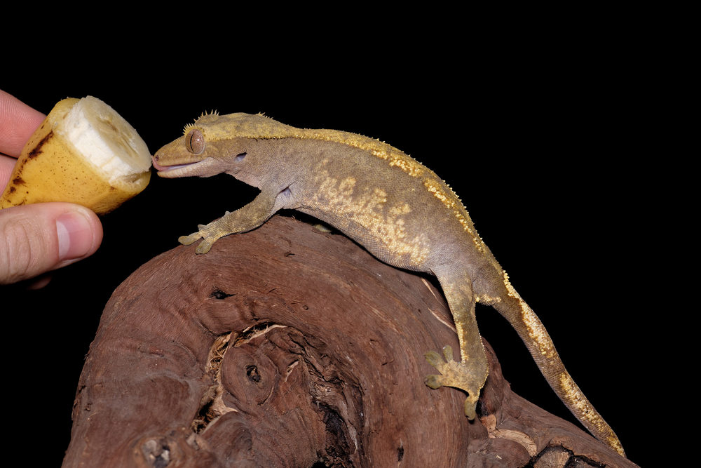 shutterstock_410912509