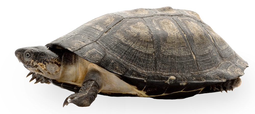 4435218_African_Sideneck_Turtle_noBG_6045078