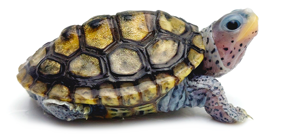 4435168_DiamondbackTerrapin_noBG_6059759