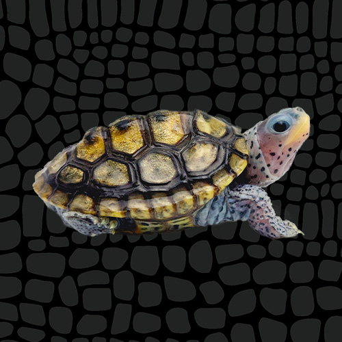 4435168_Zilla_CareSheet_DiamondbackTerrapin_Thumbnail_6059753