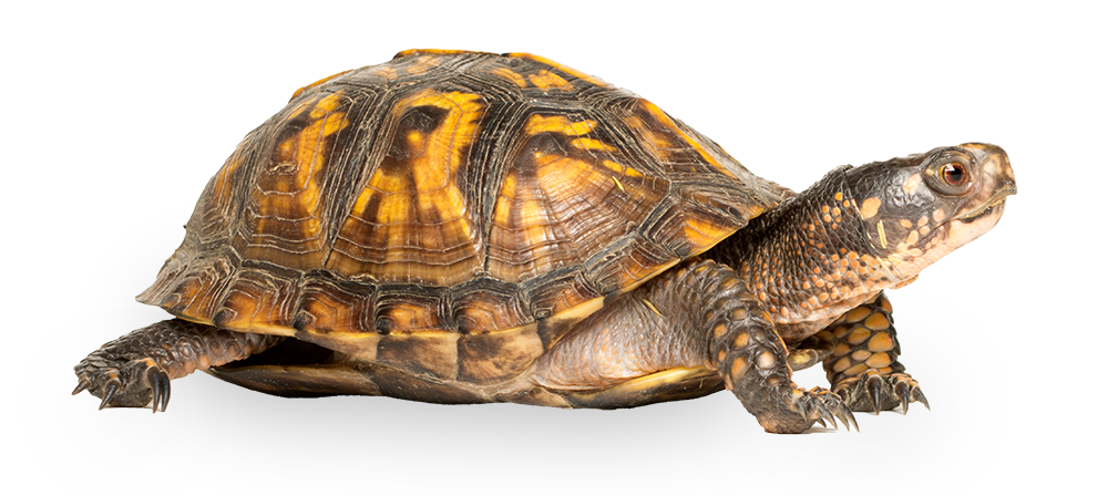 4435171_EasternBox_Turtle_noBG_6045220
