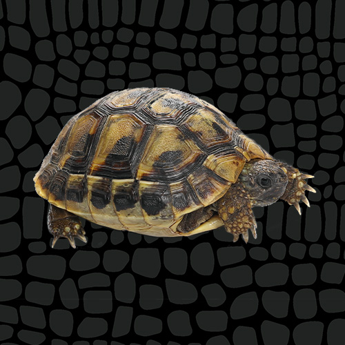 4416944_Zilla_CareSheet_SmallTortoises_Thumbnail_6059552